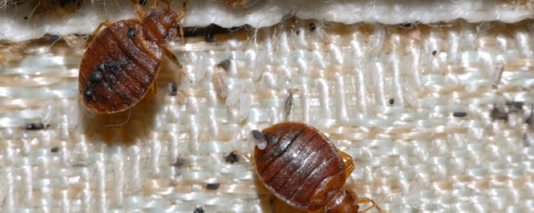 bed bug control wentworth point